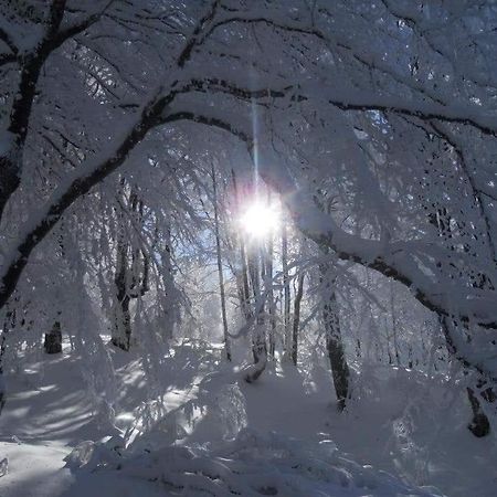Stara Planina Vila Vesela Kuca Jalovik Izvor Buitenkant foto